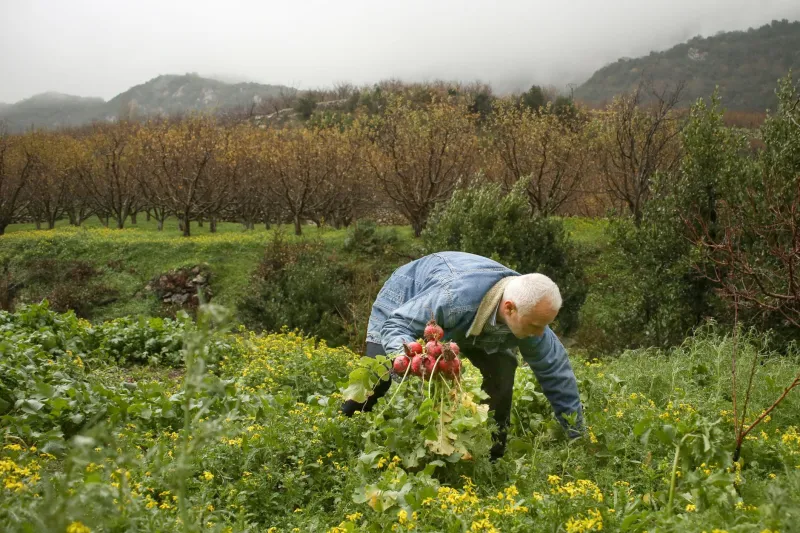 Verde Nascosto: Alla Scoperta degli Orti e dei Giardini Segreti di San Giorgio